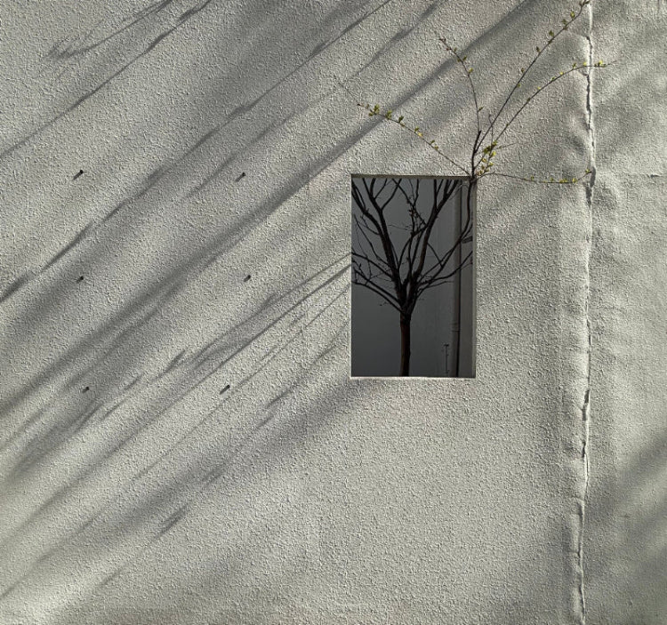 Frosted glass window with tree silhouette reflection on a building facade.